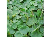 Hydrocotyle vulgaris