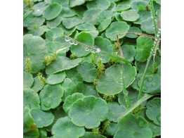 Hydrocotyle vulgaris