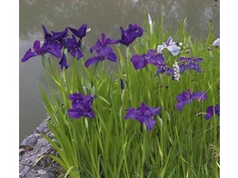 Iris kaempferi