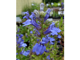 Lobelia syphilitica