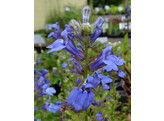 Lobelia syphilitica