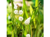 Sagittaria sag.  Flore Pleno 