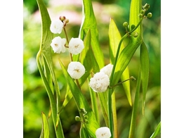 Sagittaria sag.  Flore Pleno 