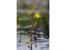 Utricularia vulgaris