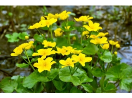 Caltha polypetala