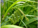 Carexxx pseudocyperus