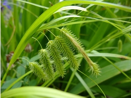 Carexxx pseudocyperus