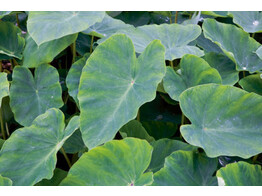 Colocasia esculenta  P11 