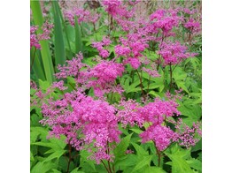 Filipendula rubra  Venusta  magn.