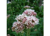 Eupatorium cannabium