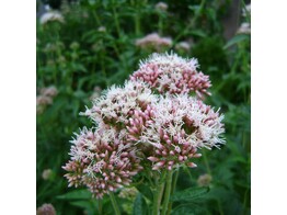 Eupatorium cannabium