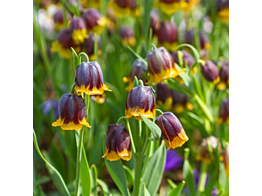 Fritillaria michalovski