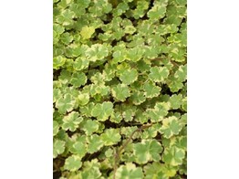 Hydrocotyle variegata