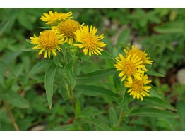 Inula britannica