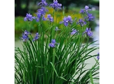 Iris sibirica