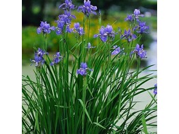 Iris sibirica