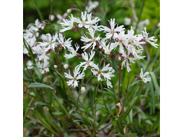 Lychnis flos-cuculi  Alba 