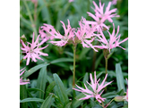 Lychnis flos-cuculi  Nana 