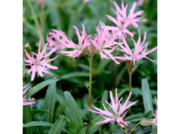 Lychnis flos-cuculi  Nana 