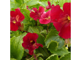 Mimulus  Red Emperor 