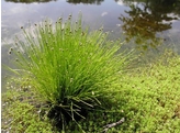 Scirpus cernuus