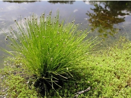 Scirpus cernuus