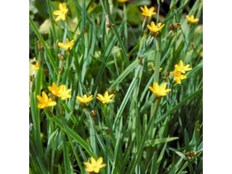 Sisyrinchium californicum