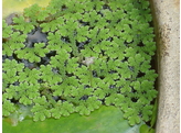 Azolla