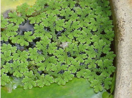 Azolla