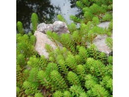 Myriophyllum brasiliensis