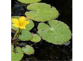 Nymphoides peltata