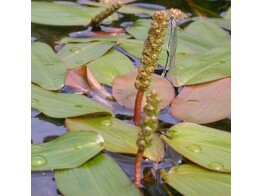 Potamogeton natans