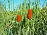 Typha laxxxmannii