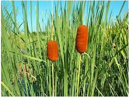 Typha laxxxmannii