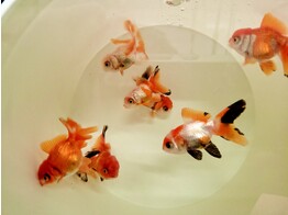 Carassius auratus Oranda Mix 4-5