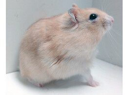 Russische hamster oranje man  /  Hamster russes orange male   certifica a t