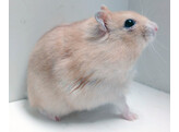 Russische hamster oranje man  /  Hamster russes orange male   certifica a t