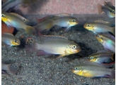 PELVICACHROMIS TAENIATUS NANGE 4-5