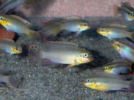 PELVICACHROMIS TAENIATUS NANGE 4-5