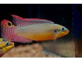 PELVICACHROMIS TAENIATUS MOLIVE 4-5