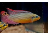 PELVICACHROMIS TAENIATUS MOLIVE 4-5