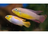 PELVICACHROMIS TAENIATUS KIENKE 4-5