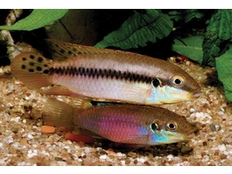 ENIGMATOCHROMIS LUCANUSI 3-3 5