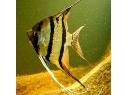 PTEROPHYLLUM RIO JAPURA F1 3 5-4