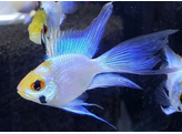 MIKROGEOPHAGUS RAMIREZI ELEC. BLUE long fin  3 5-4