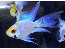 MIKROGEOPHAGUS RAMIREZI ELEC. BLUE long fin  3 5-4