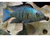 FOSSOROCHROMIS ROSTRATUS 4