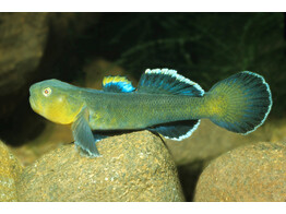 CHLAMIDOGOBIUS EREMIUS 4-5