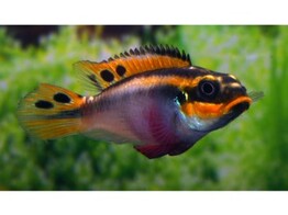 PELVICACHROMIS TAENIATUS NIGERIA RED female 3-4