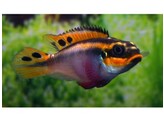 PELVICACHROMIS TAENIATUS NIGERIA RED female 3-4